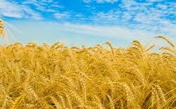 Manufacturers Exporters and Wholesale Suppliers of Human Feed Wheat Hyderabad Andhra Pradesh